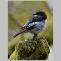 2014 2nd Steve Cload- pied flycatcher